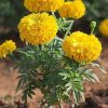 Tagetes_erecta_chendumalli_chedi.jpg